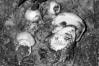 Boletus radicans