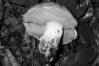 Boletus regius