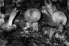 Chroogomphus rutilus