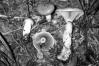 Gomphidius glutinosus