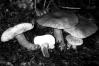 Gyroporus castaneus
