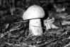 Gyroporus cyanescens
