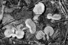 Hygrophoropsis aurantiaca