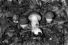Leccinum carpini