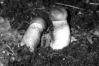Leccinum quercinum