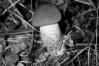 Leccinum quercinum