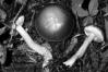 Leccinum scabrum