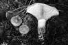 Paxillus involutus