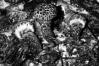 Strobilomyces strobilaceus
