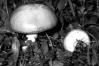 Suillus granulatus