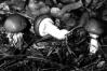 Suillus luteus