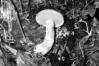 Suillus tridentinus