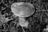 Suillus variegatus