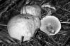 Suillus viscidus