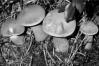 Tylopilus felleus
