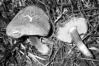 Xerocomus chrysenteron