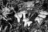 Cantharellus cibarius