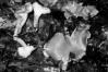 Cantharellus friesii