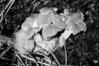 Cantharellus ianthinoxanthus
