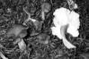 Cantharellus lutescens