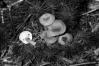 Cantharellus tubaeformis