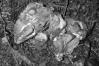 Gomphus clavatus