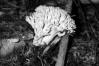 Ramaria fagetorum