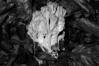 Ramaria sanguinea