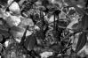 Auriscalpium vulgare