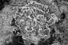 Chondrostereum purpureum