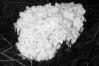 Hericium flagellum