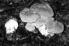 Hydnum repandum fo. amarum