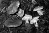 Hydnum rufescens