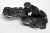 Merulius tremellosus