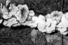 Plicaturopsis crispa