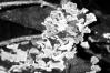 Stereum hirsutum
