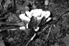 Thelephora palmata