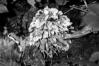 Thelephora penicillata