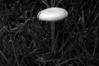 Agrocybe dura