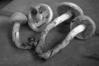 Agrocybe praecox