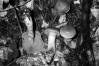 Cortinarius azureus