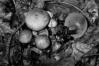 Cortinarius bolaris
