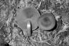 Cortinarius cinnamomeoluteus