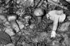 Cortinarius collinitus