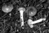 Cortinarius mucosus