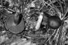 Cortinarius phoeniceus