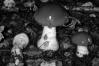 Cortinarius praestans