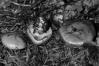 Cortinarius varius