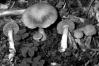 Cortinarius venetus