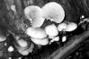 Crepidotus mollis